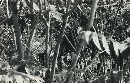 《灌木丛中的100双靴子》，出自100双靴子系列，一套51张照片明信片（1971年） by Eleanor Antin
