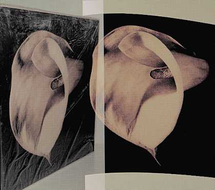 Calla Lily（Mapplethorpe）（2021年） by Claudia Angelmaier