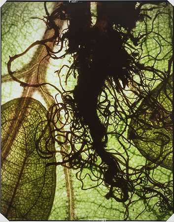 雨林（1996） by Maggie Foskett