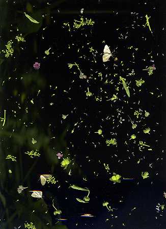6月18日（蛾类、各种种子、花、叶）（2020年） by Sara Angelucci