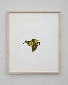 森林之窗，183（2012） by Irene Kopelman