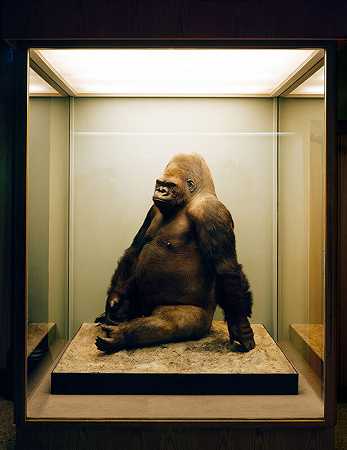 对象：Gorilla（2004/21） by Anett Stuth