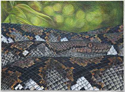 大型网状蟒蛇（2017） by Chris Mason