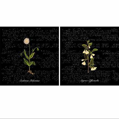 巴勒斯坦之花；巴勒斯坦之花（Styrax Officinalis）（2009） by Ottonella Mocellin – Nicola Pellegrini