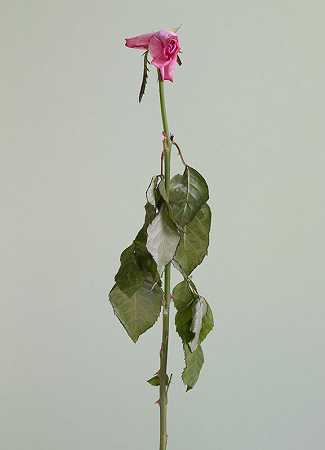 《玫瑰是一朵玫瑰是一朵玫瑰》（2016）系列中无标题的#10 by Chung Heeseung