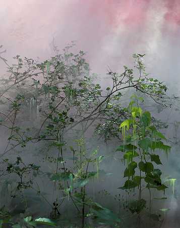 Forest 21（2021） by Sandra Kantanen