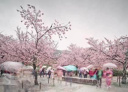 樱花和雨伞，日本京都（2018年） by David Burdeny