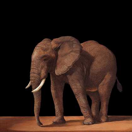 非洲小象（2020） by Patricia Traub