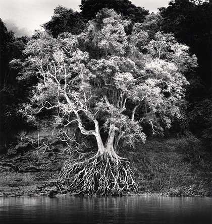老挝琅勃拉邦湄公河Kokdua Tree and Exposed Roots（2015） by Michael Kenna