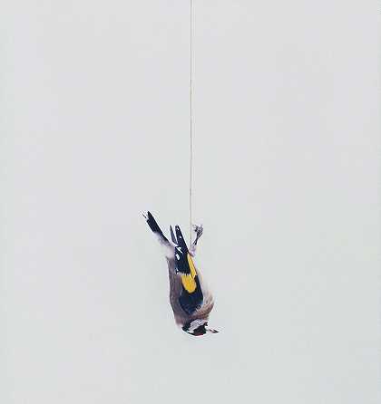 无标题（鸟类）（2012-2020） by Eric Poitevin