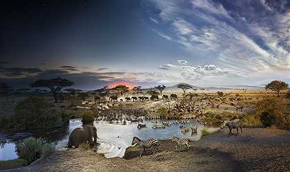 Serengeti（2015） by Stephen Wilkes