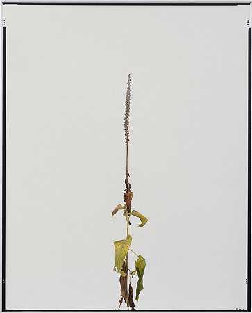无标题（干植物）（2014-2020） by Eric Poitevin