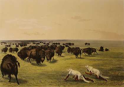 白狼皮下的水牛狩猎（1844） by George Catlin