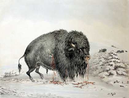 受伤的水牛（1844） by George Catlin