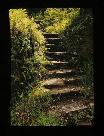 森林阶梯（2020年） by Carol Shinn