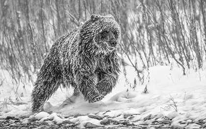 Cold Pursuise（2010） by Paul Nicklen