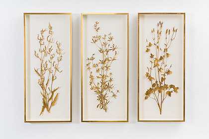 英国三联照明植物标本馆（2019年） by Sophie Coryndon