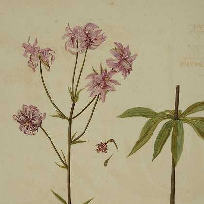 四种植物水彩（18世纪） by NIKOLAUS FRIEDRICH EISENBERGER