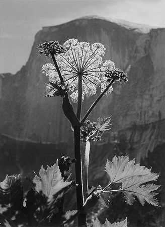 “约塞米蒂山谷半穹顶花朵”（奶牛防风草） – 安塞尔·亚当斯