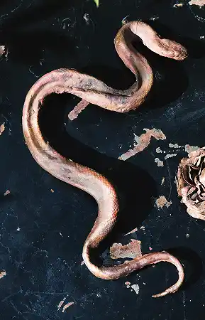 独特的蛇胸针 – 克劳德·拉兰