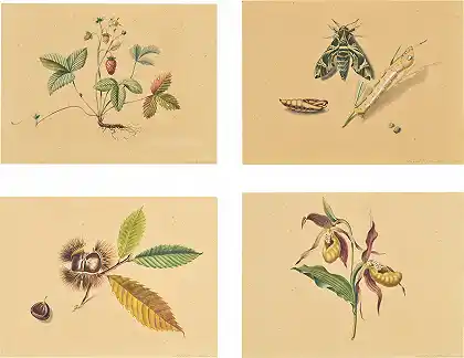 《自然之美》，草莓、栗子、兰花、毛虫，1942年 – NIKLAUS STOECKLIN
