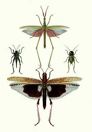 昆虫学系列六`Entomology Series Vi – 4200×6000 px