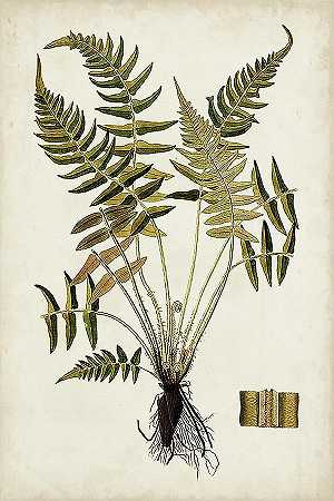 蕨类植物Iv`Fern Botanical Iv – 4800×7200 px