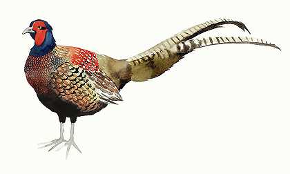 水彩山鸡II`Watercolor Pheasant II – 9000×5400 px