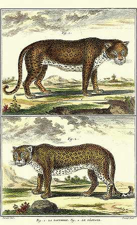 狄德罗豹与豹` – 3150×5175px