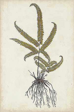 蕨类植物Vi` – 4800×7200px