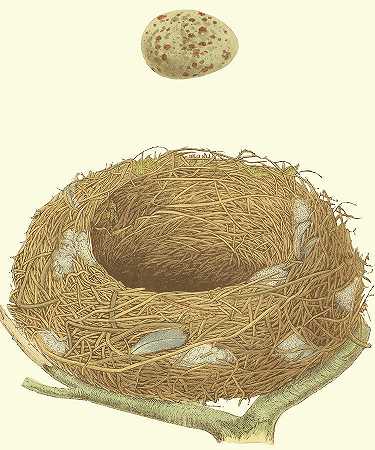 古董鸟巢和蛋四 – 2250×2700px
