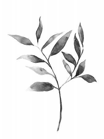 布鲁姆植物II – 3600×4800px