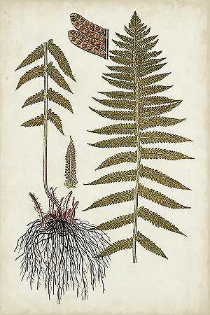 蕨类植物V – 4800×7200px