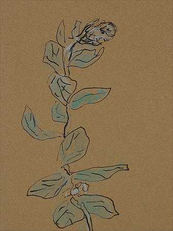 大苏尔十四世的小植物 – 2700×3600px