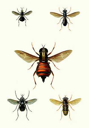 昆虫学系列三 – 4200×6000px