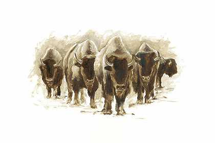 一群野牛 – 7200×4800px