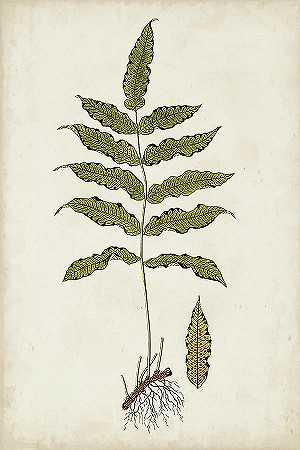 蕨类植物IIi – 4800×7200px