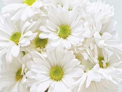 一束白雏菊 – 2038×1529px