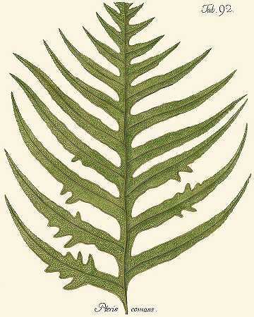小型古董蕨类植物Viii – 2400×3000px