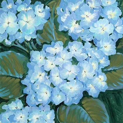 蓝色绣球花I – 3600×3600px