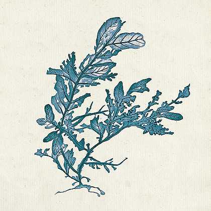 靛蓝藻类IIi – 5400×5400px