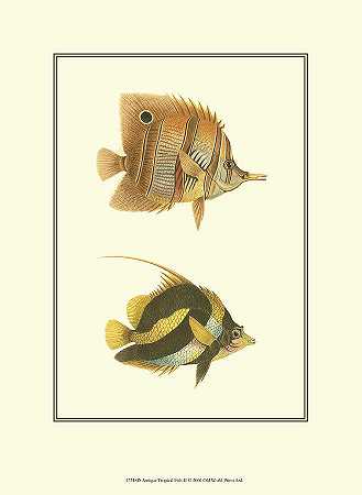 古董热带鱼2 – 2850×3900px