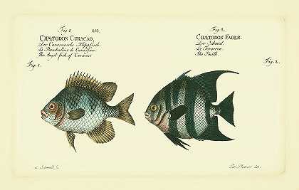 布洛赫古董鱼2 – 6600×4200px