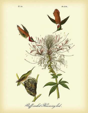 圆领蜂鸟 – 4200×5400px