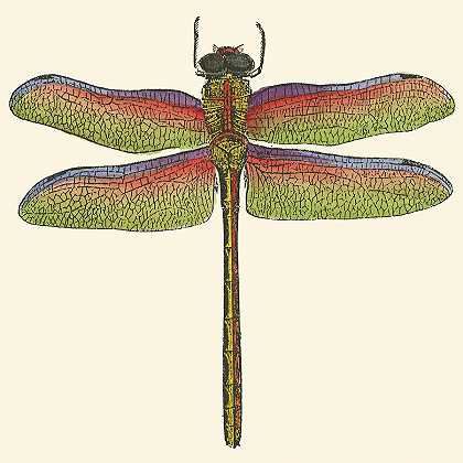 迷你蜻蜓IIi – 1275×1275px