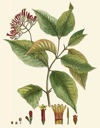 深红色植物I – 3300×4200px