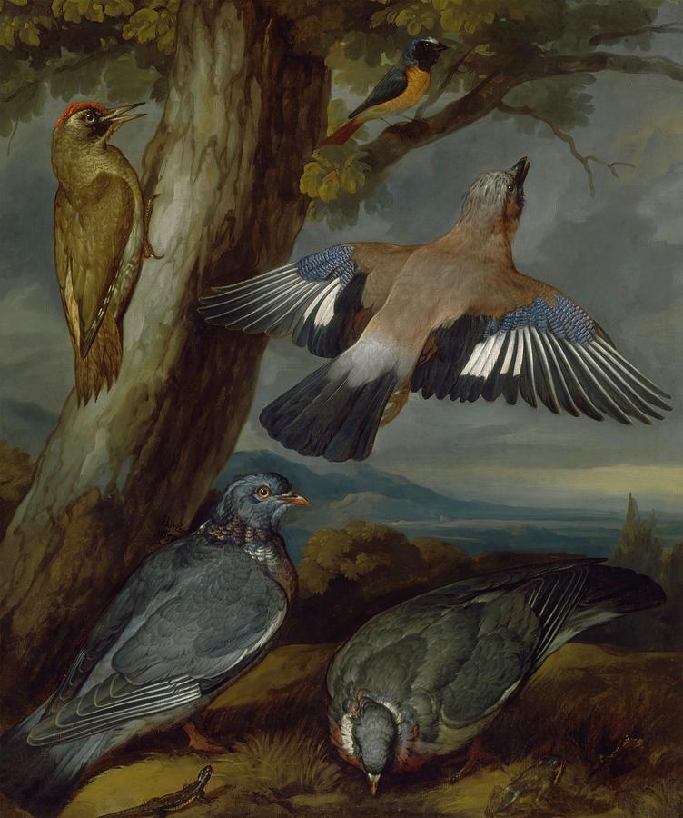 杰伊、绿啄木鸟、鸽子和红起动鸟 – 15546×18594px