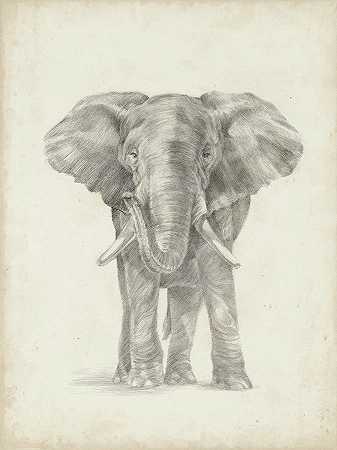 大象素描2 – 5400×7200px