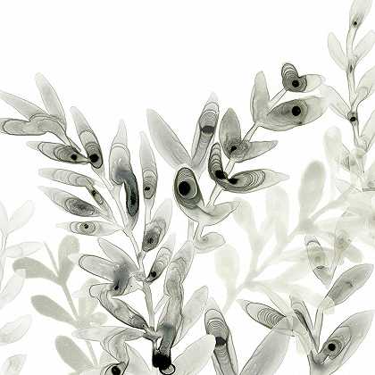 水印树叶II – 5400×5400px