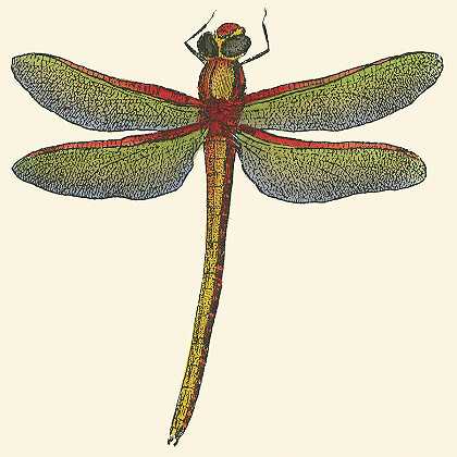 迷你蜻蜓II – 1275×1275px
